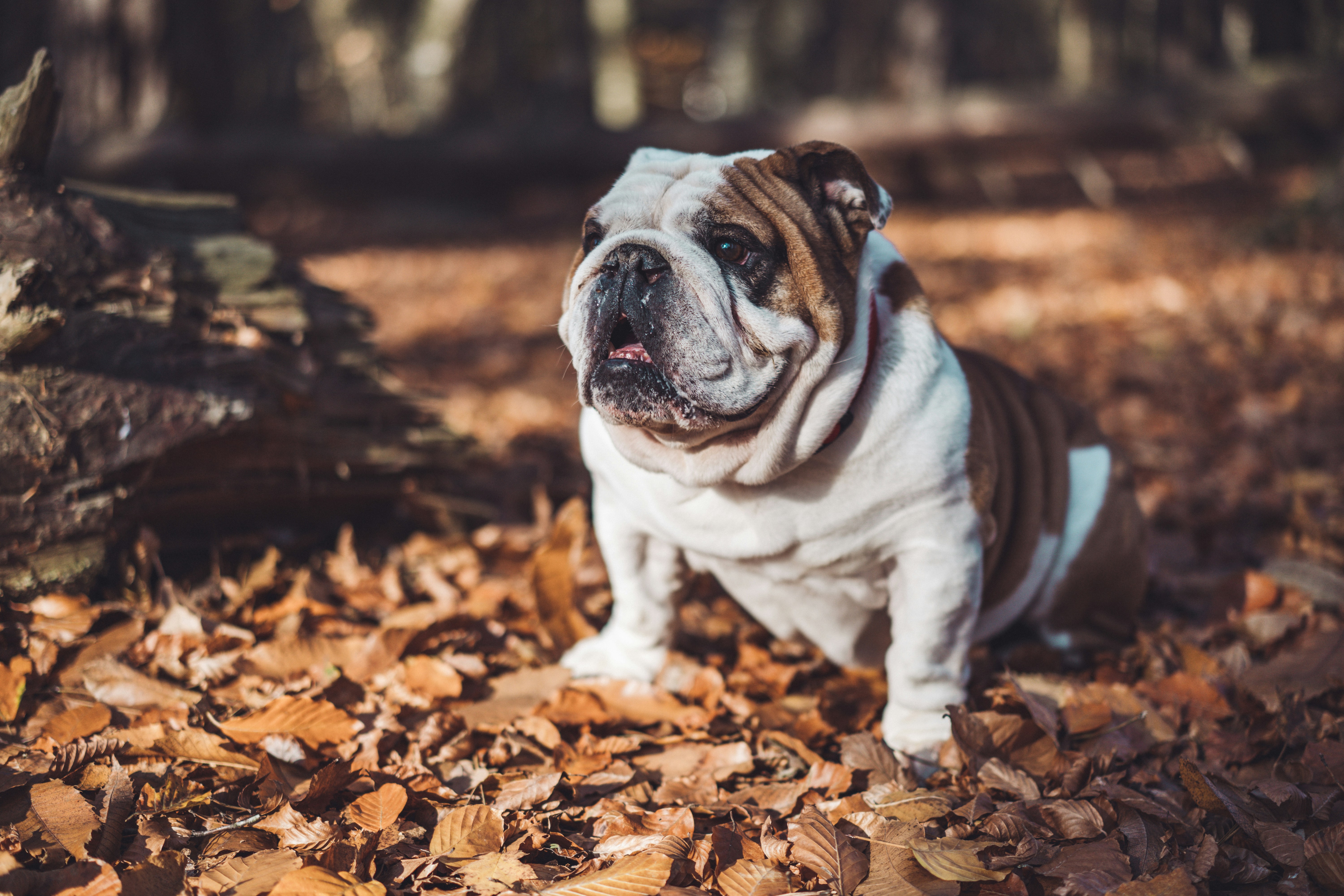 Engelse Bulldogs: Charmante Metgezellen met een Stoer Uiterlijk