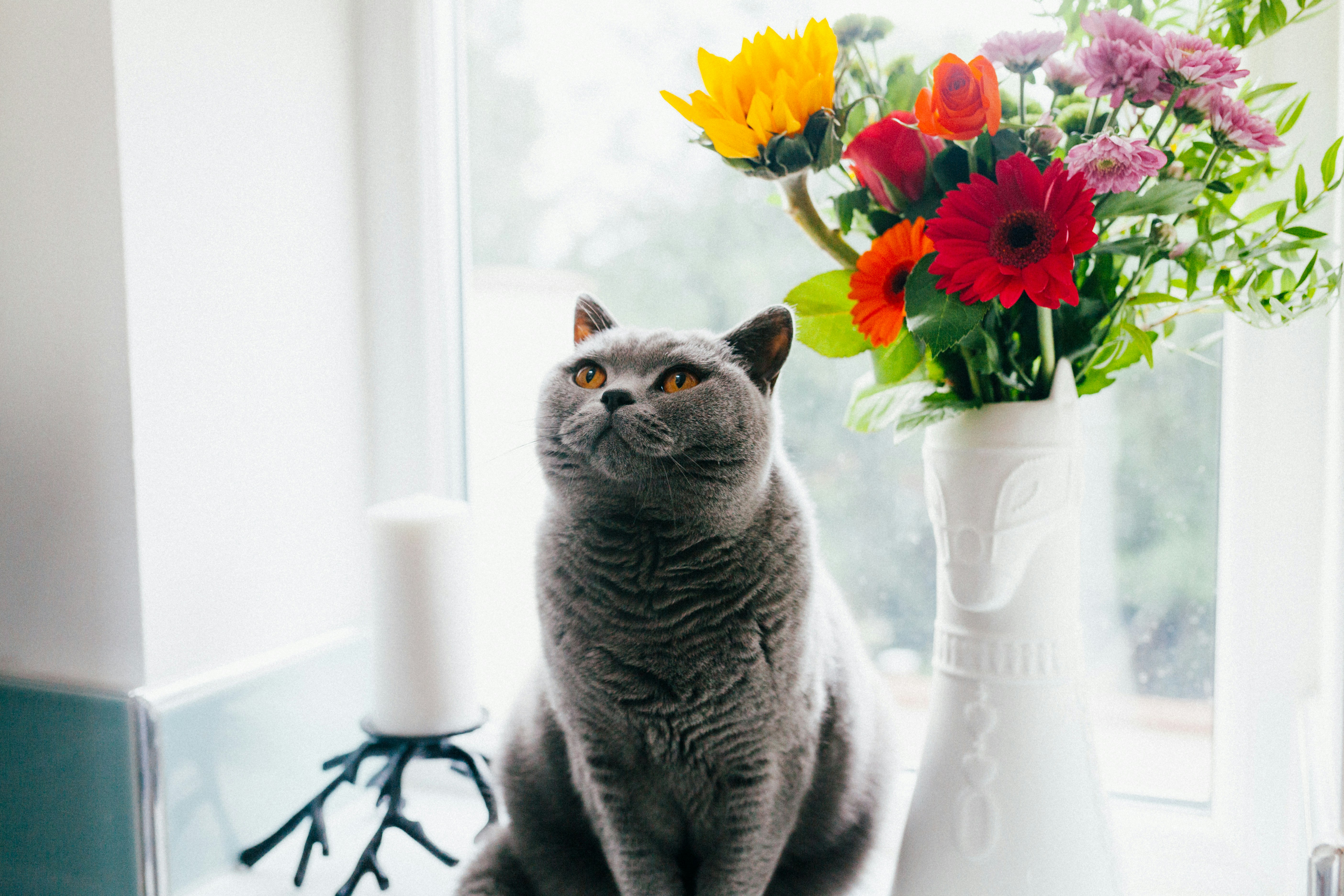 10 Dingen Om Op Te Letten Bij Het Adopteren Van Een Kat