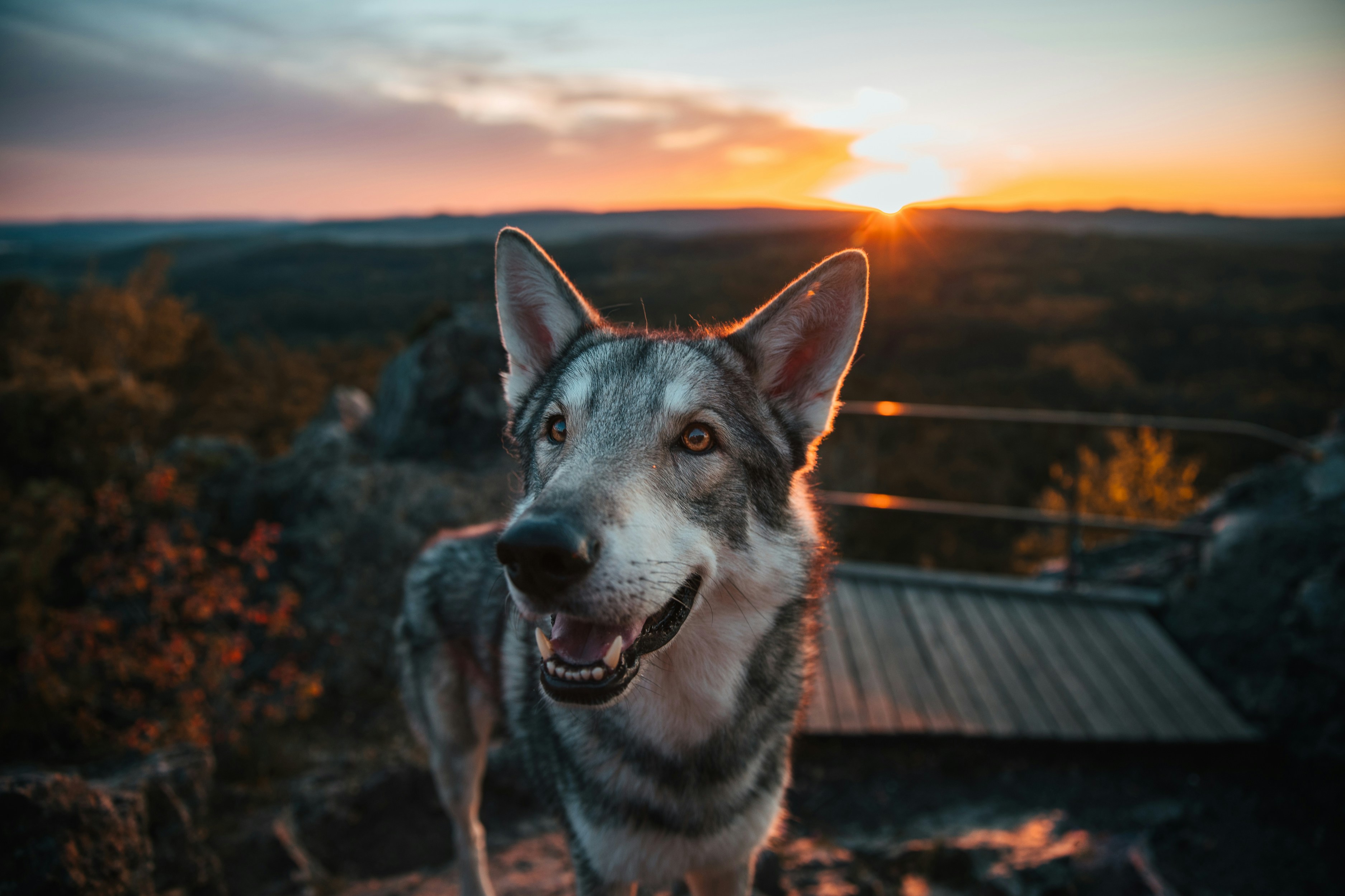 Tsjechoslowaakse Wolfhond: Een Krachtige Mix van Wolf en Hond