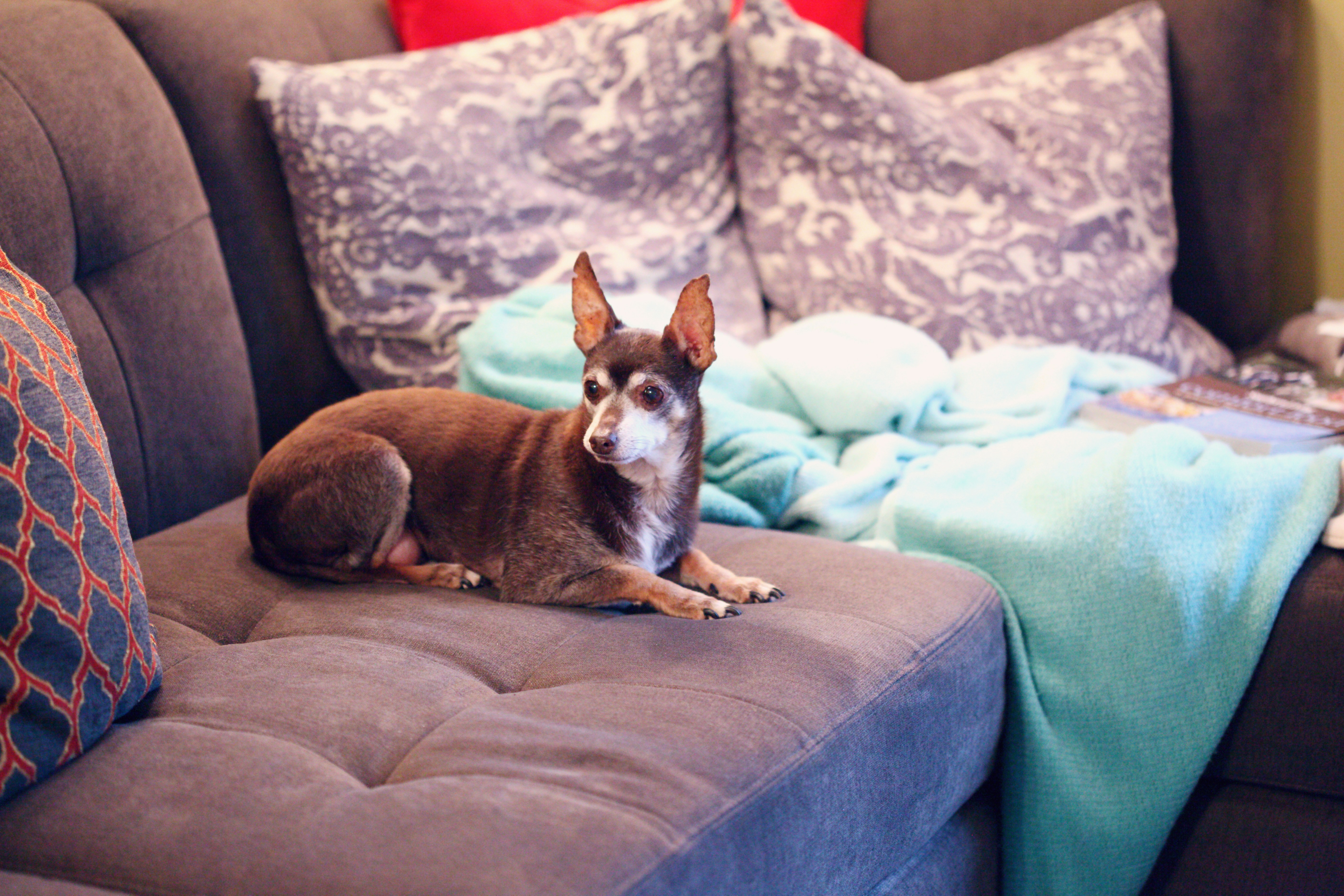 Essentiële Supplementen voor de Gezondheid van Onze Senior Honden