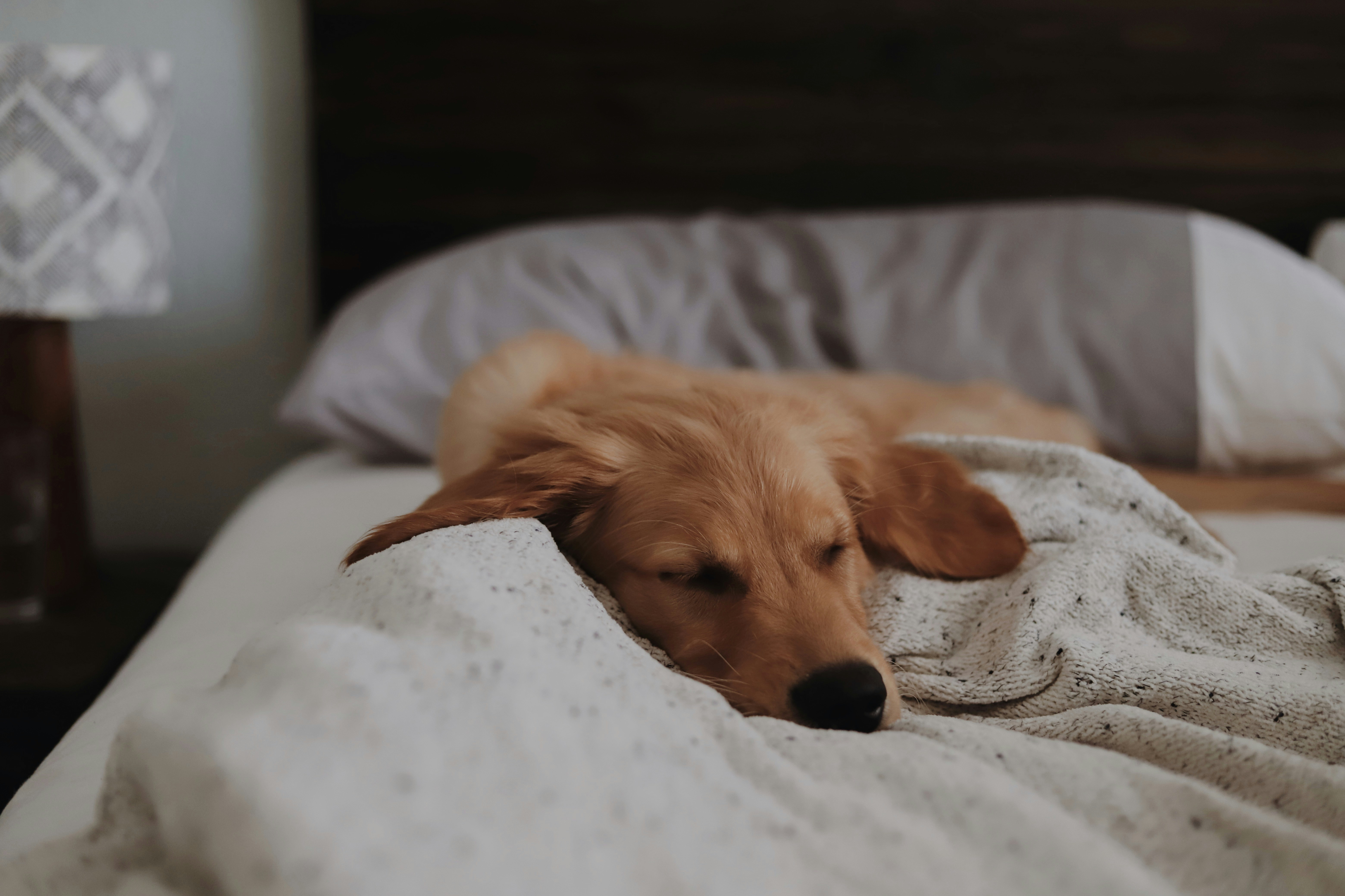 Een Gezellig Plekje Creëren voor je Hond in de Winter