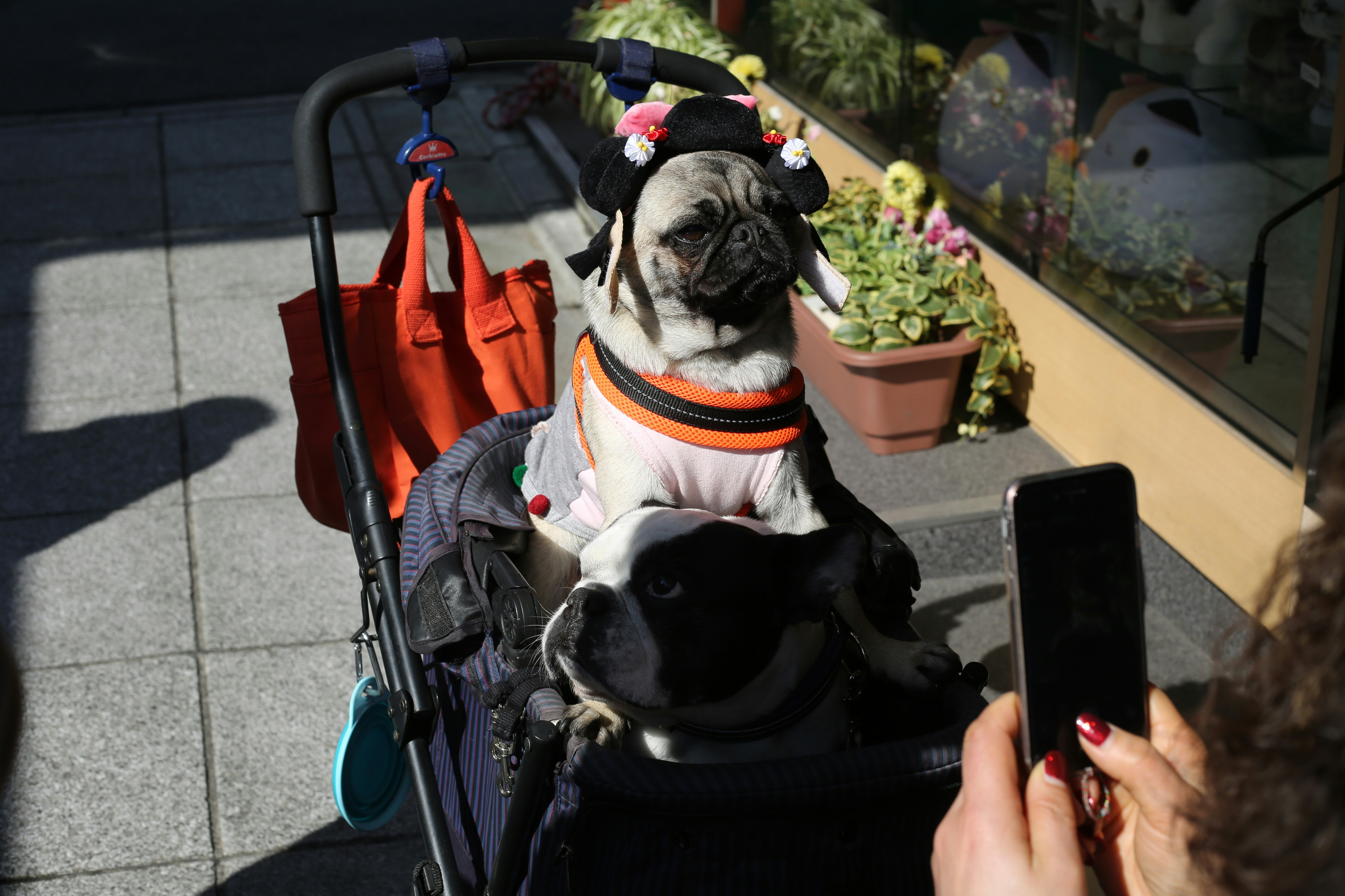 Designerhonden: ethiek, fokpraktijken en controverses